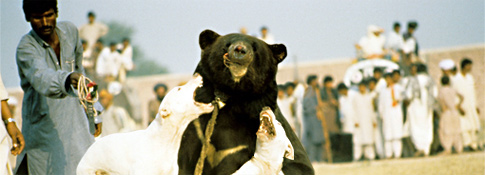 Bear Baiting Past And Present - Pakistan - Header
