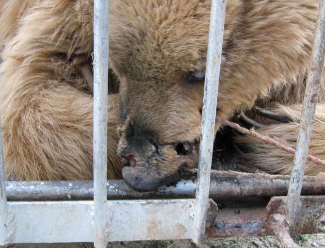 Bear Baiting Past And Present - Pakistan - Injured Bear