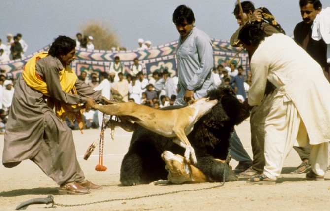 Bear Baiting Pakistan