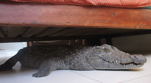 Crocodile Under Bed Featured