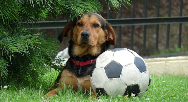 Dog Football