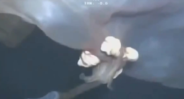 Enormous Mystery Sea Creature