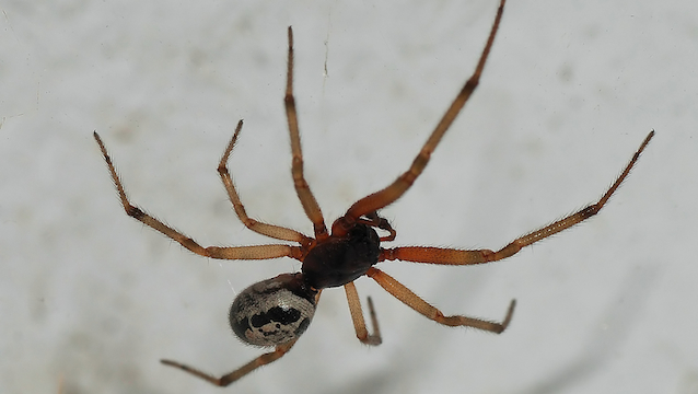 False Widow Spider