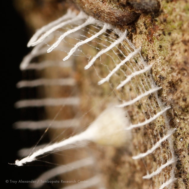 Insect White Picket Fence 2