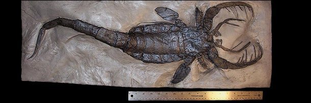 Massive Prehistoric Insects - Jaekelopterus - Giant Scorpion - Fossil
