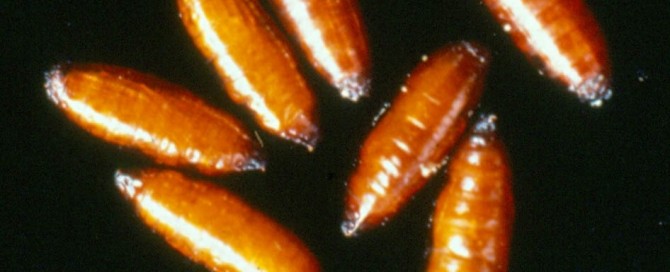 The Five Stages Of Decomposition - MAGGOTS pupating