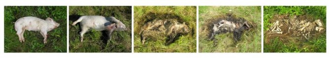 The Five Stages Of Decomposition - Pig Photo Collection 2