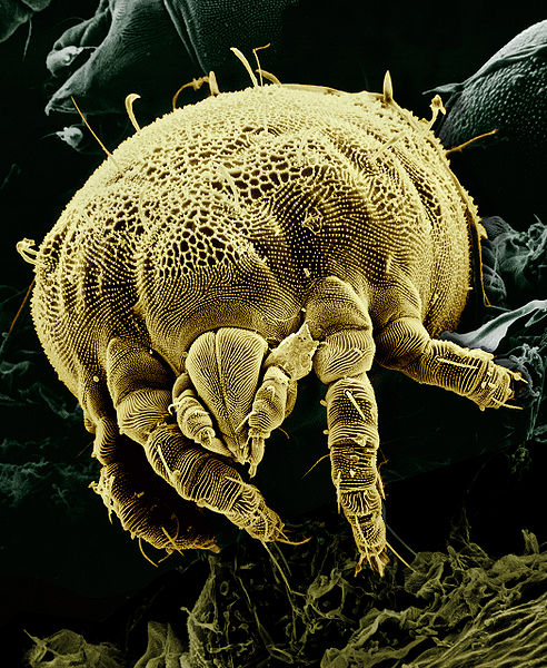 The Five Stages Of Decomposition - Yellow Mite Lorryia formosa