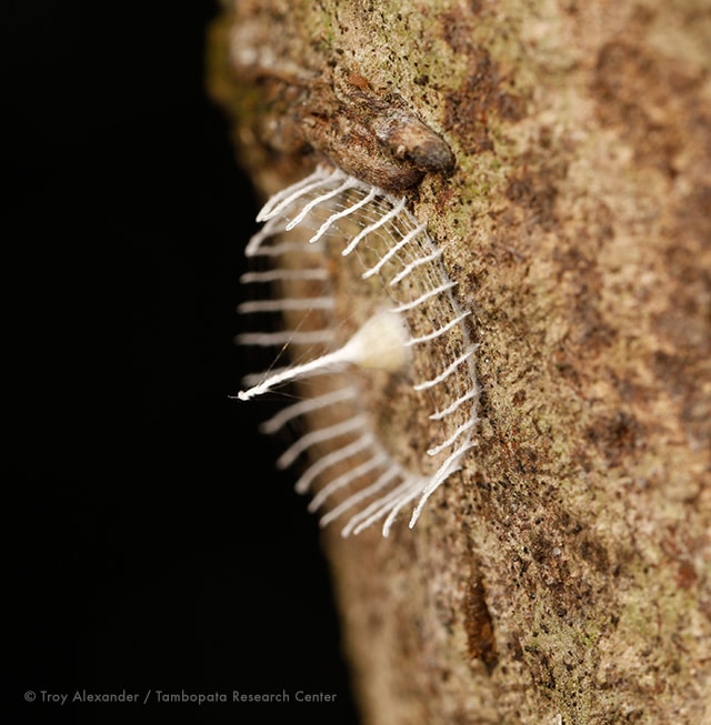 Unknown Insect White Picket Fence 1