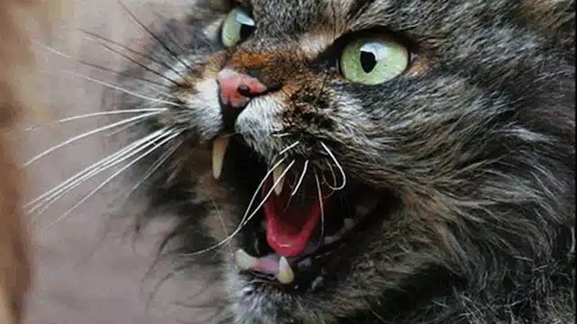 Crazy Cat Lady Freaks Out At Dude Not Feeding His Cat