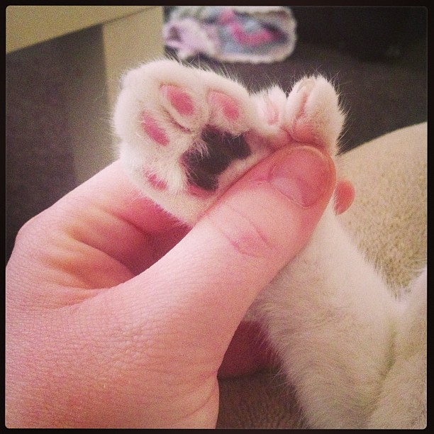 cat paw