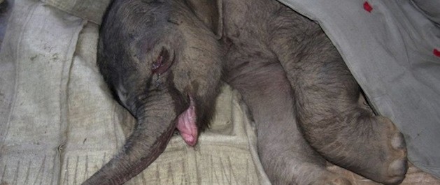 crying-elephant-629x265.jpg
