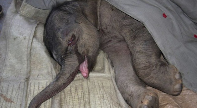 crying elephant