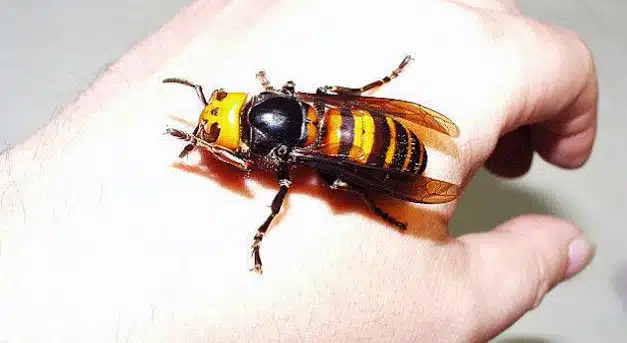 Killer Hornets Sting 28 People To Death In China