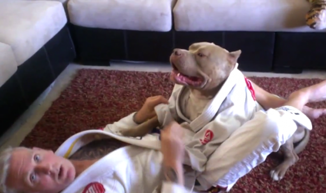 PITBULL MMA