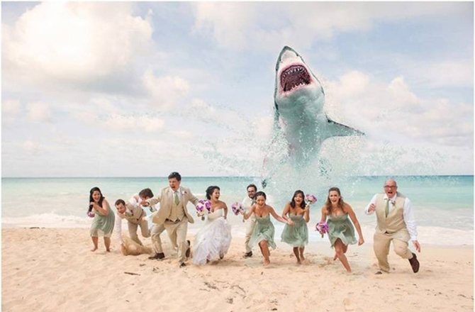 shark wedding