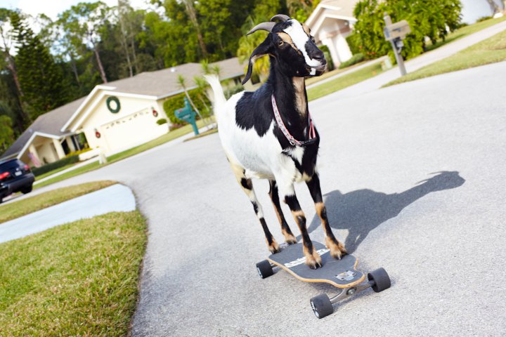 skateboarding goat