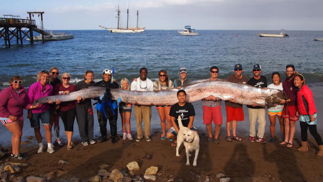 18 Foot Oarfish Featured18 Foot Oarfish Featured