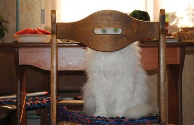 Awesome Photos From Russia With Love - Cat Spy