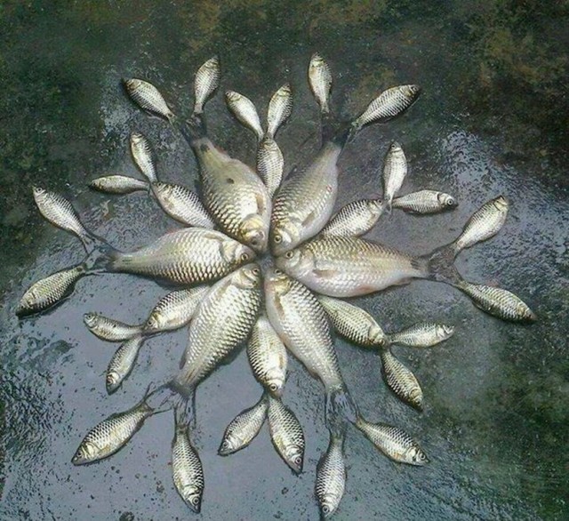 Awesome Photos From Russia With Love - Fish Art