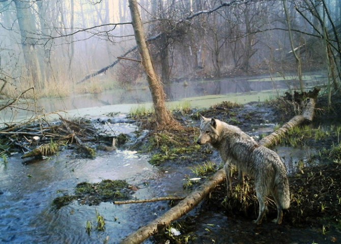 Chernobyl Nuclear Disaster - Russia - Fall Out - Today