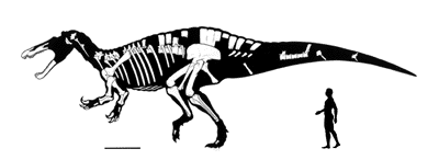 Dinosaur - Weirdest Strangest Coolest - Suchomimus size