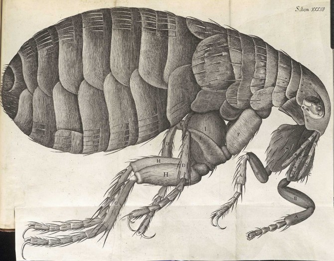 Eyam Plague Village - Rat Flea