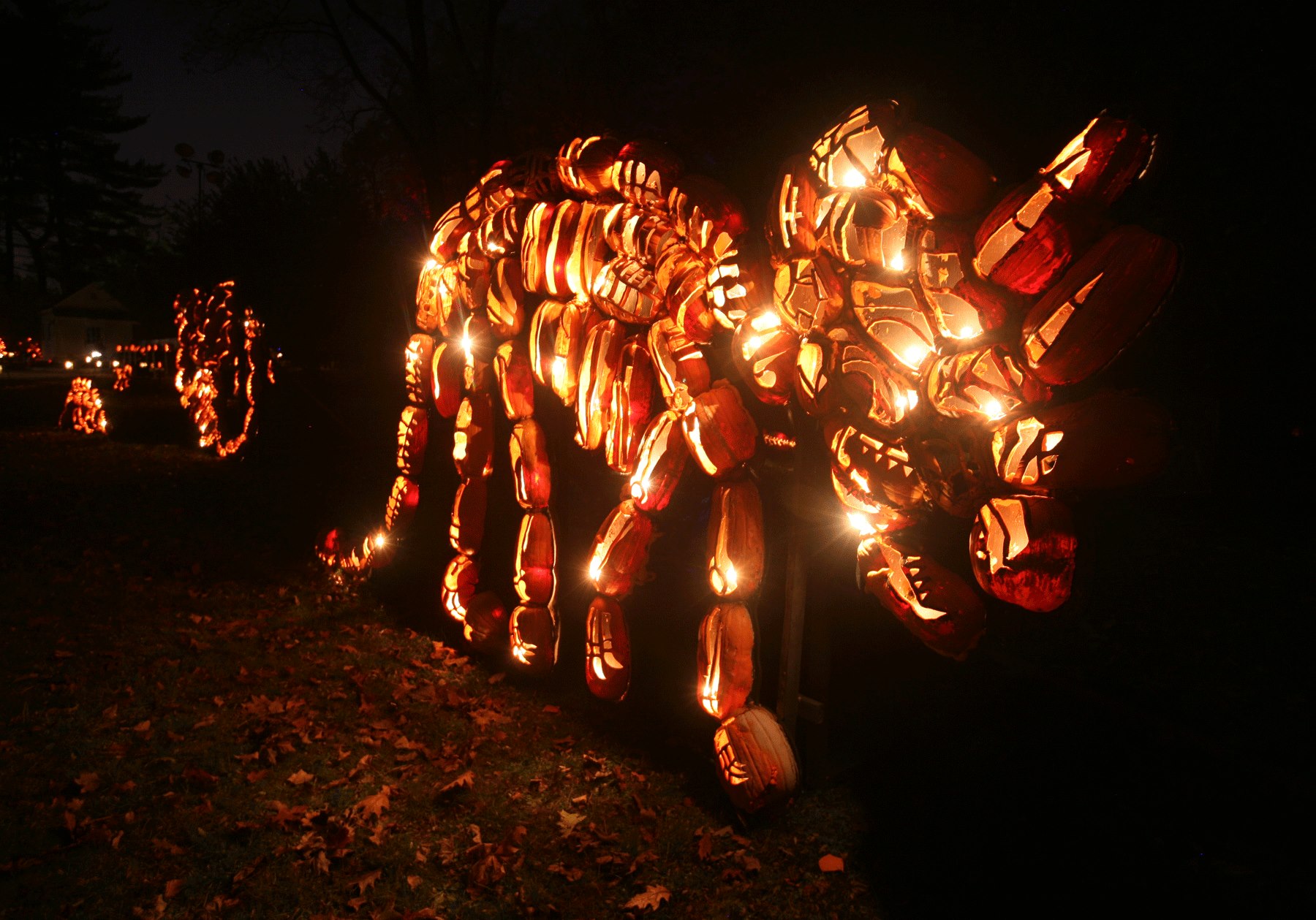 Great Jack O Lantern Blaze 10