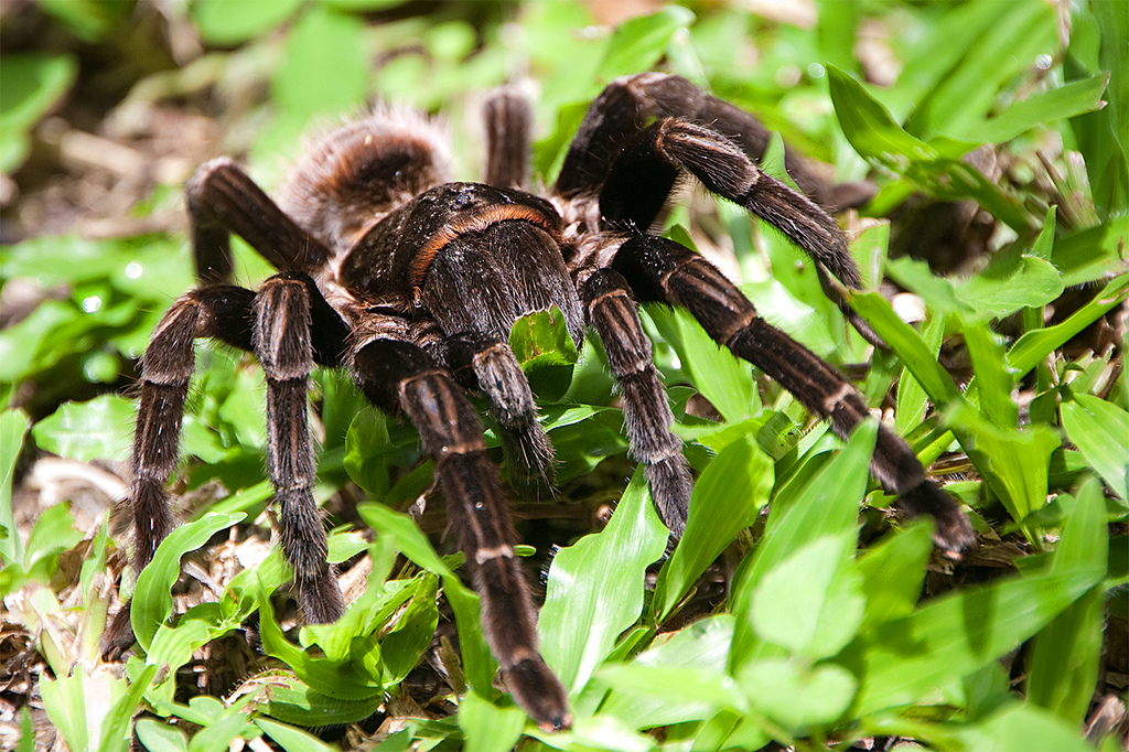 Guatemalan_Tarantula