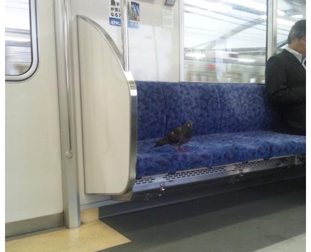 Japan Trains Weird Animals 1