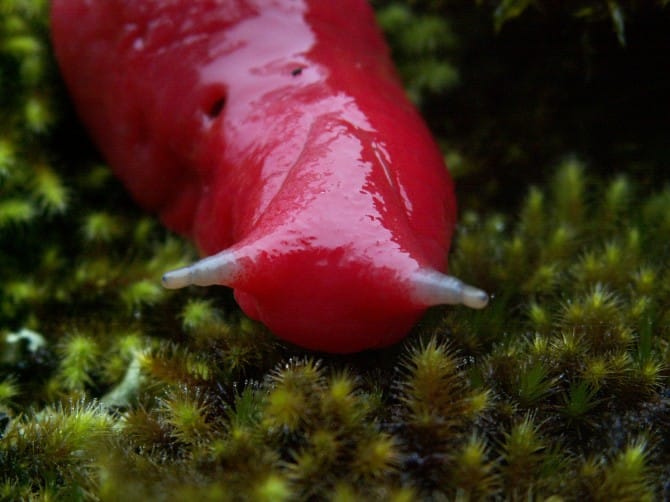 Kaputar - Australia - Giant Pink Slug - Close Up