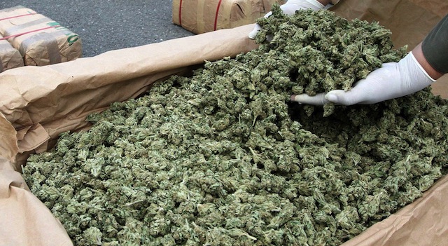 Man Killed By Half Ton Of Marijuana – Sick Chirpse