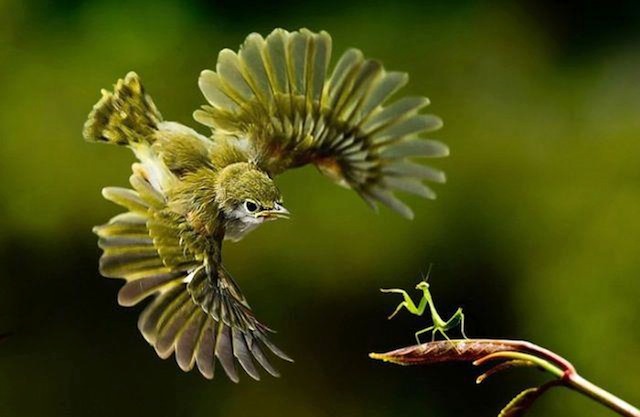 Perfectly Timed Animal Shots 1