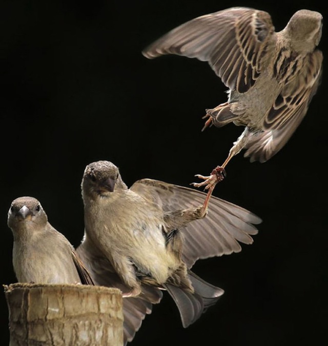 Perfectly Timed Animal Shots 10