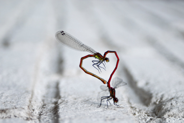 Perfectly Timed Animal Shots 12