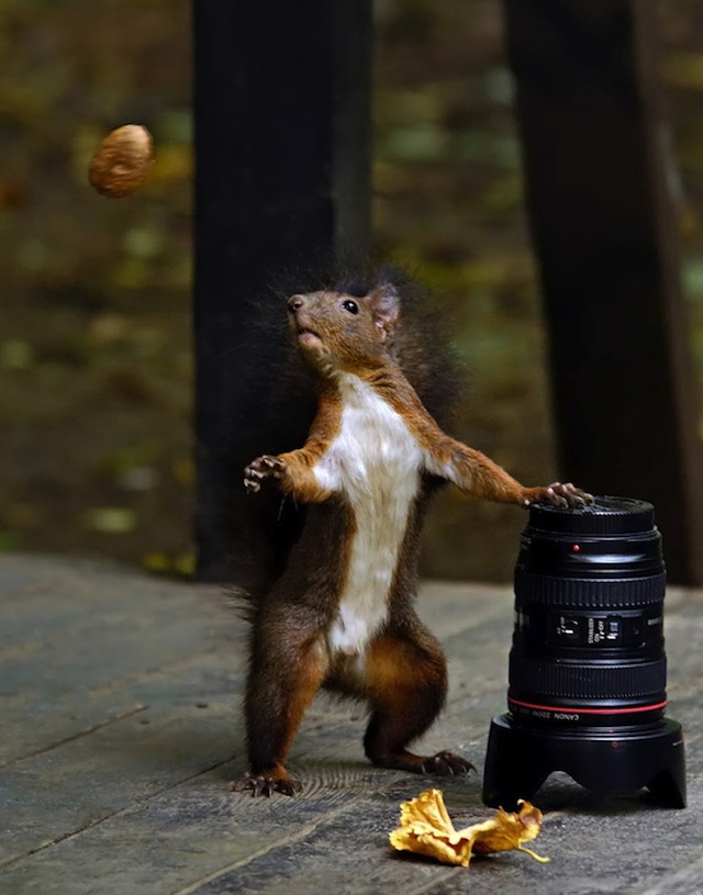 Perfectly Timed Animal Shots 13