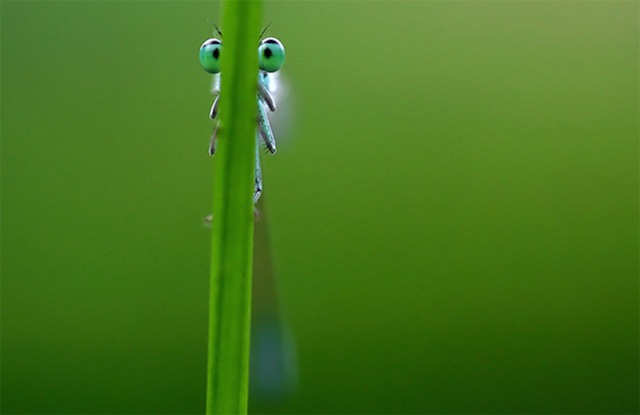 Perfectly Timed Animal Shots 16