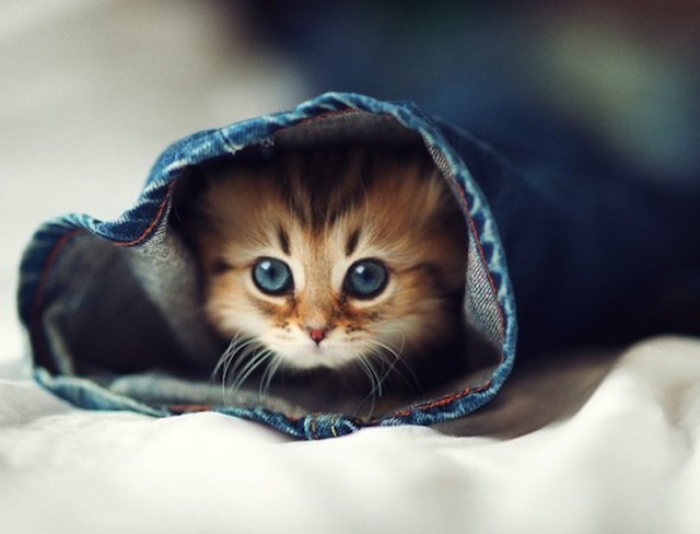 Perfectly Timed Animal Shots 34