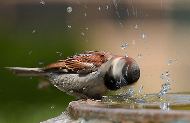 Perfectly Timed Animal Shots 5