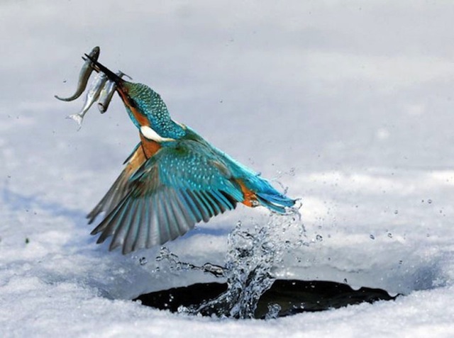 Perfectly Timed Animal Shots 8