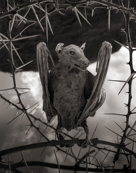 Lake Natron 6
