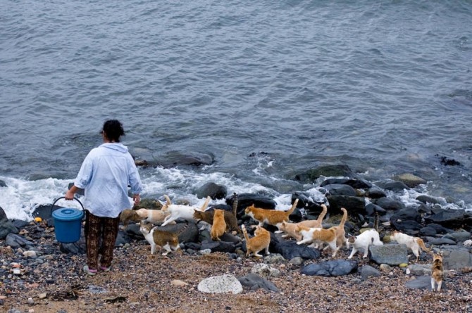 Tashirojima - Japan Cat Island - Cat Beach