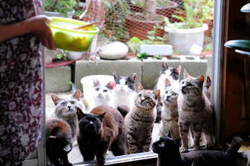 Tashirojima - Japan Cat Island - Resident Feeding