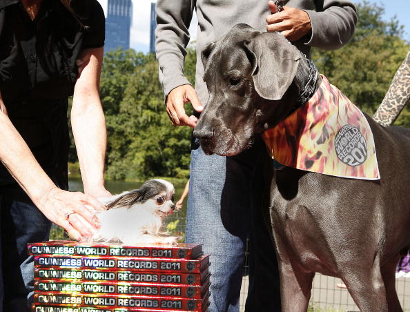 Guinness World Record's Tallest Dog And Smallest Dog Photo Call