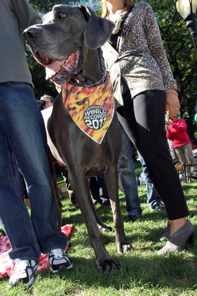 Guinness World Record's Tallest Dog And Smallest Dog Photo Call