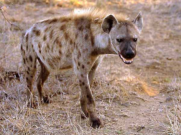 hyena