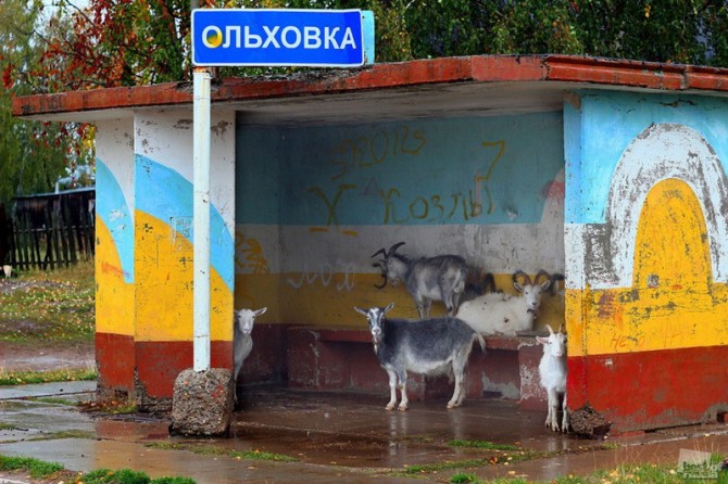 Awesome Photos From Russia With Love - Goats