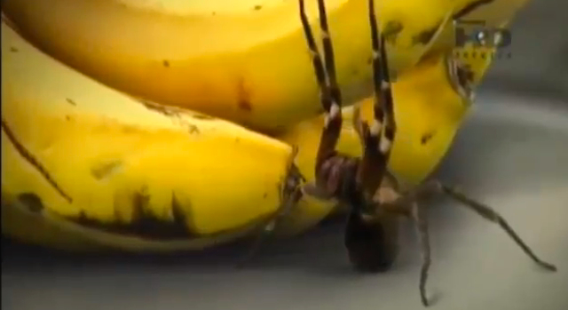 Brazilian Wandering Spider Bananas