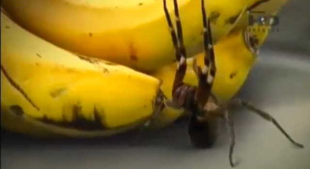 brazilian wandering spider on bananas