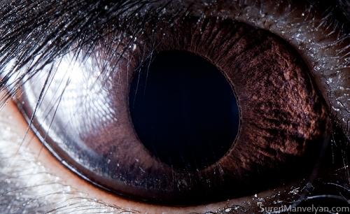 Eyes - Close Up Photos - Suren Manvelyan - Black Rabbit